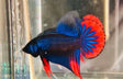 Imbellis Betta | Bettas | Largest Tropical Fish Selection at Your Local Fish Store