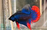 Imbellis Betta | Bettas | Largest Tropical Fish Selection at Your Local Fish Store