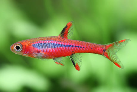 Mosquito "Chilli" Rasbora (Boraras Brigittae)