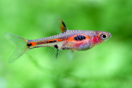 Phoenix Rasbora (merah)