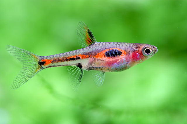 Phoenix Rasbora (merah)