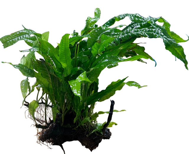Java Fern (Microsorum pteropus) on Wood