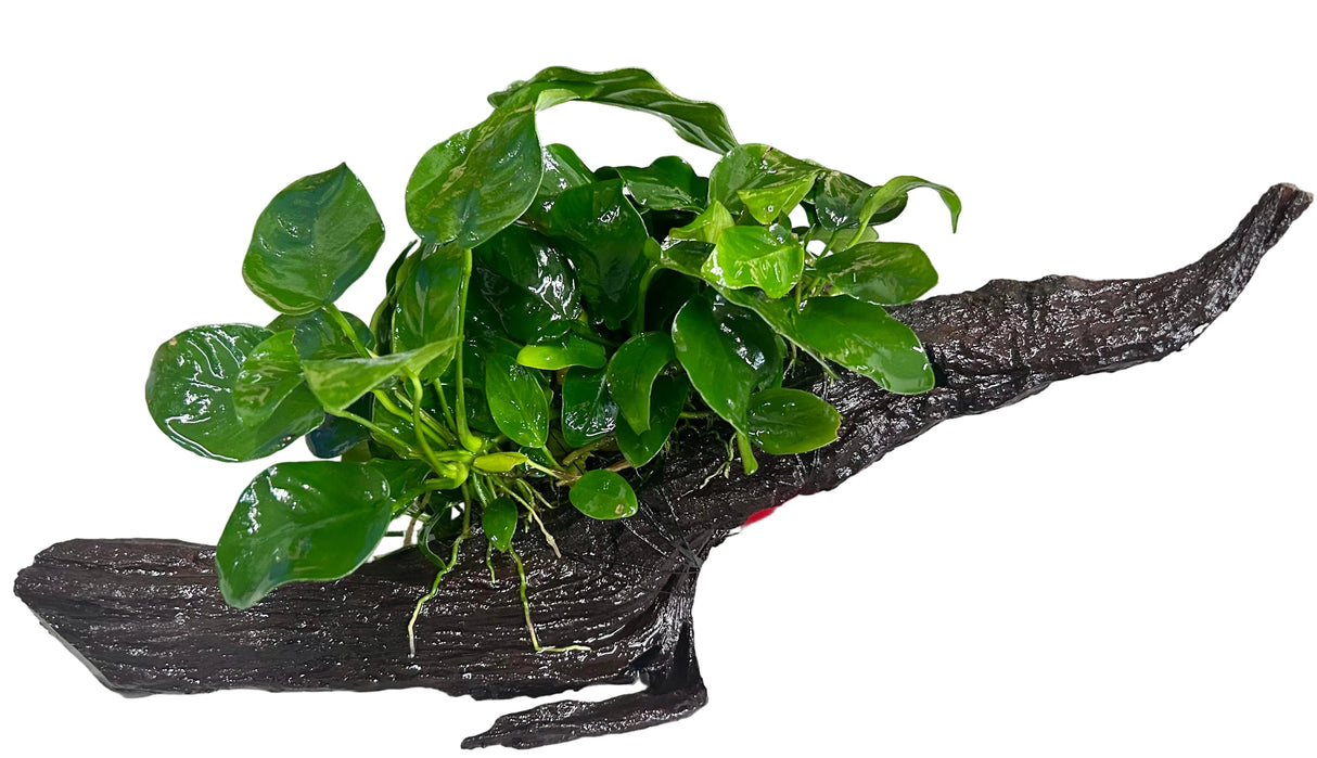 Anubias barteri var. nana on Medium Driftwood