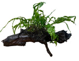 W.Y.S.I.W.Y.G. 4000 - Java Fern ‘Trident’ (Microsorum pteropus ‘Trident’) on - Driftwood | Potted Plants | Largest Tropical Fish Selection at Your Local Fish Store