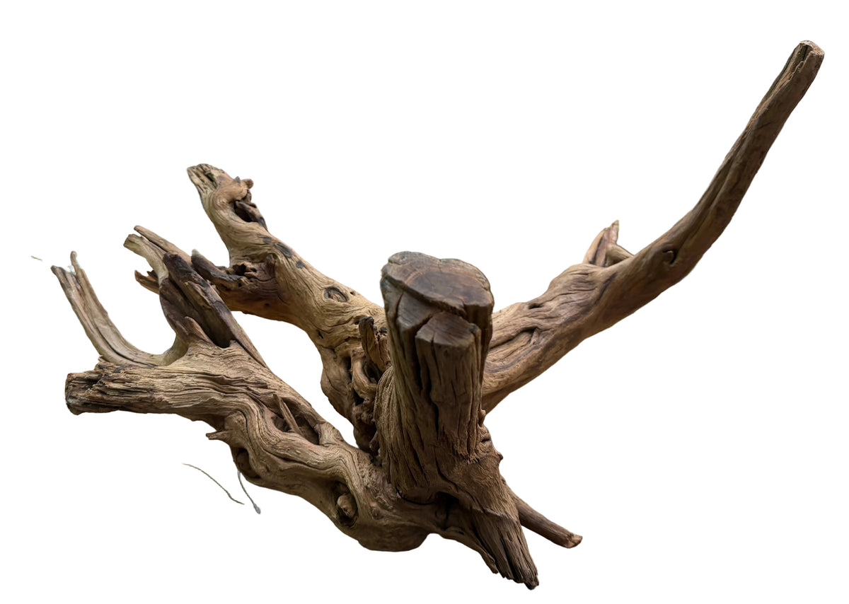 Malaysian Mangrove Sinking Driftwood