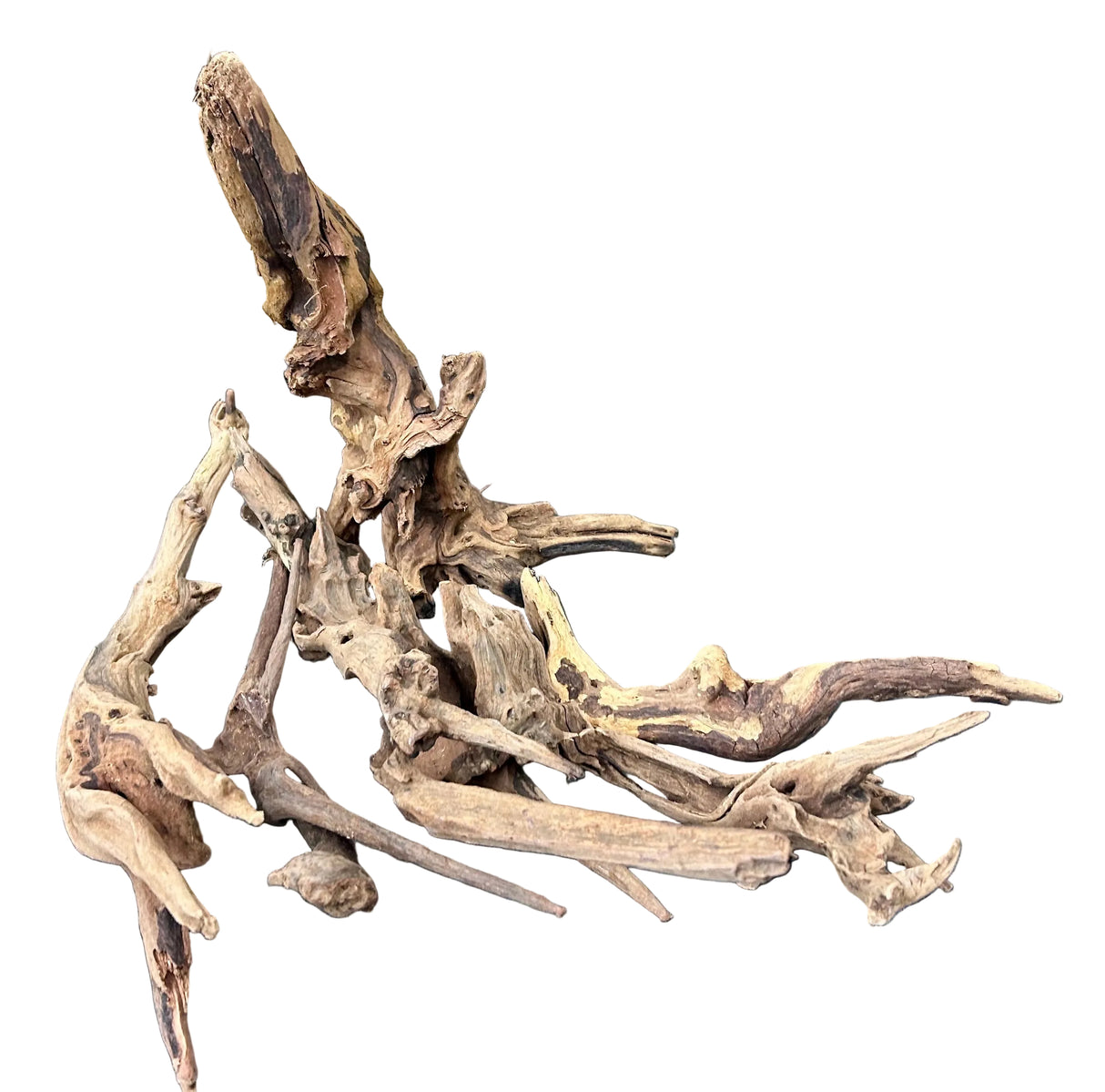 Malaysian Mangrove Sinking Driftwood