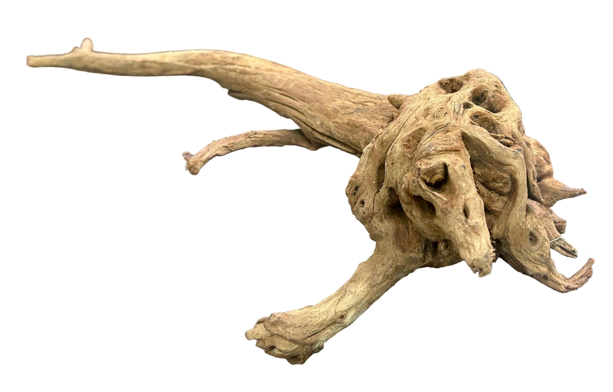  Malaysian Mangrove Sinking Driftwood
