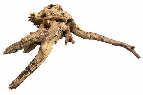 Malaysian Mangrove Wood