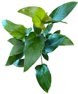 Anubias hastifolia	Large Mother Plant - Potted - WP1135 | Potted Plants | Largest Tropical Fish Selection at Your Local Fish Store