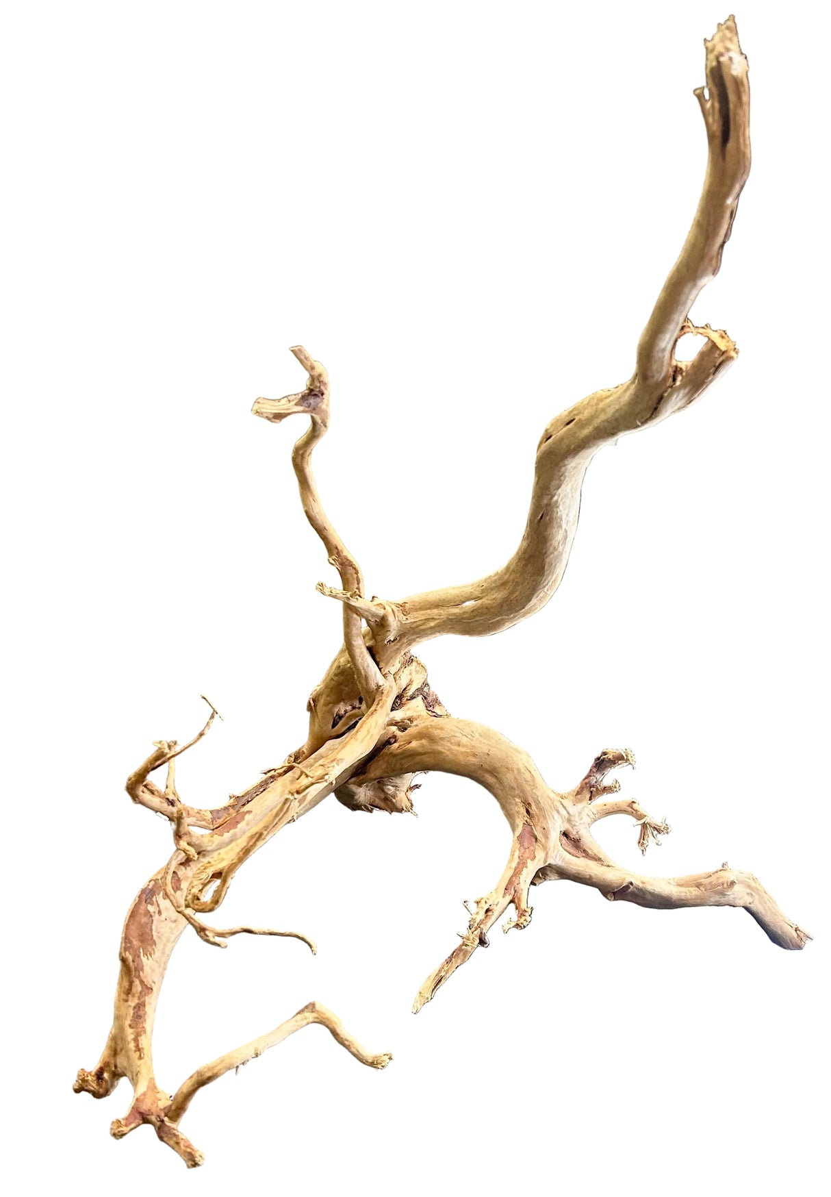 Large Piece of Spiderwood