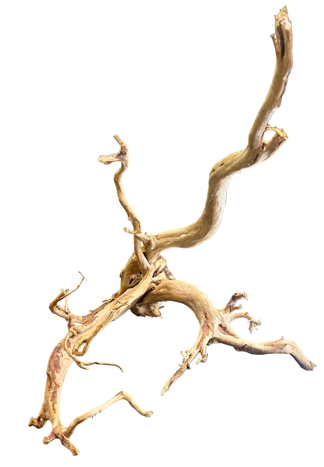  Large Piece of Spiderwood