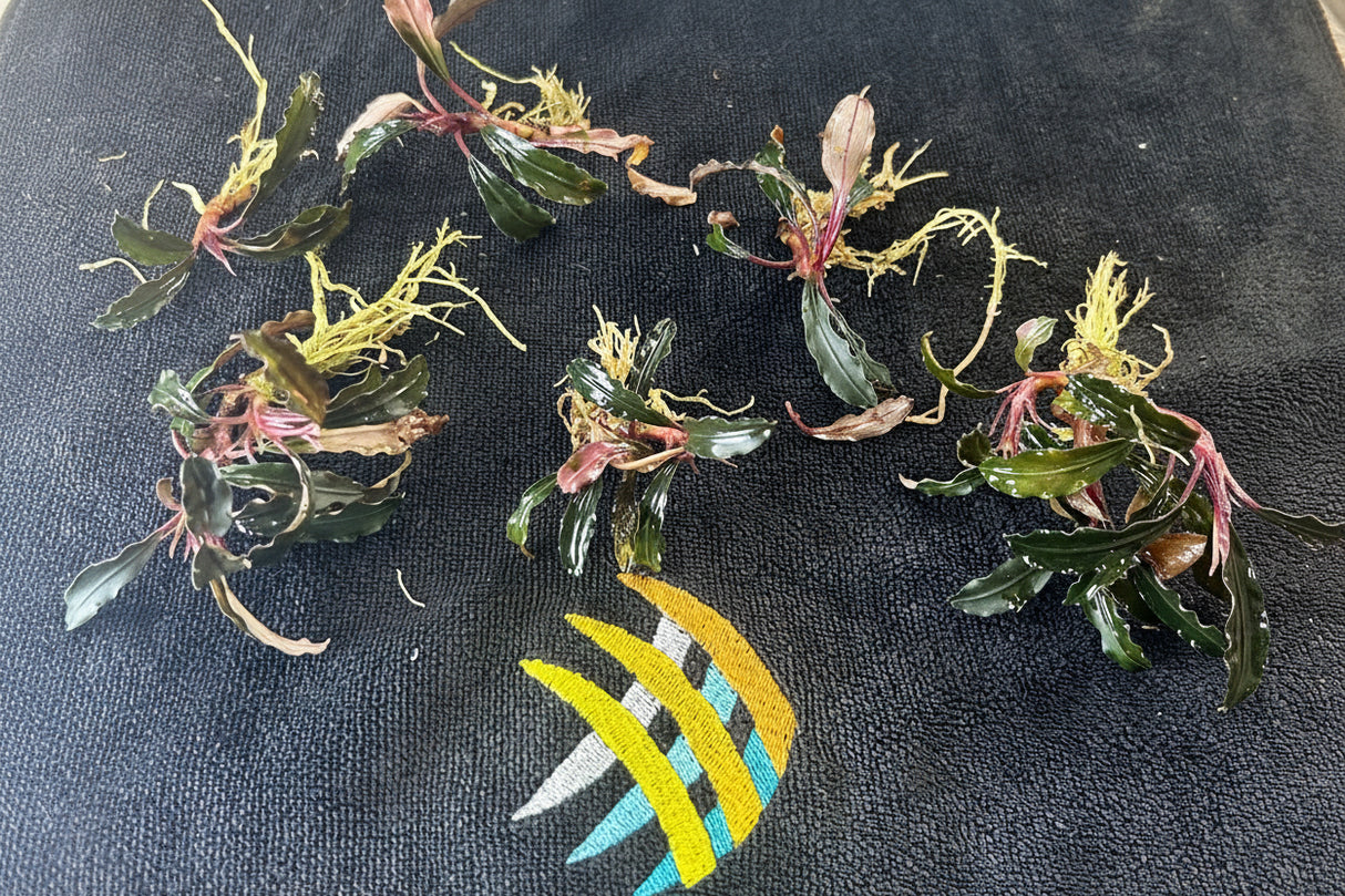  Bucephalandra SP. 