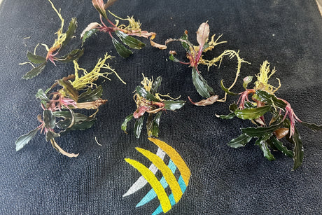  Bucephalandra SP. 