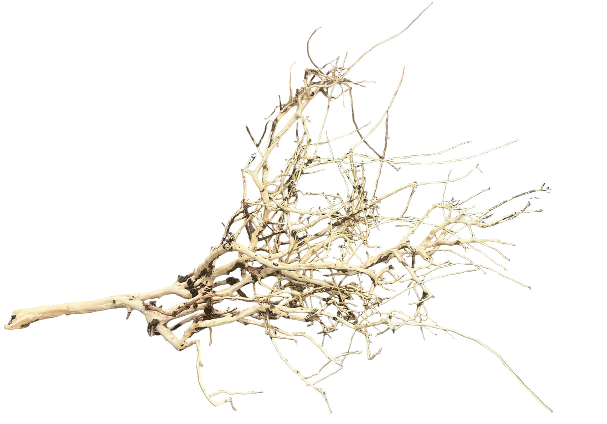  Thailand Branch Wood