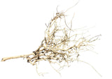  Thailand Branch Wood