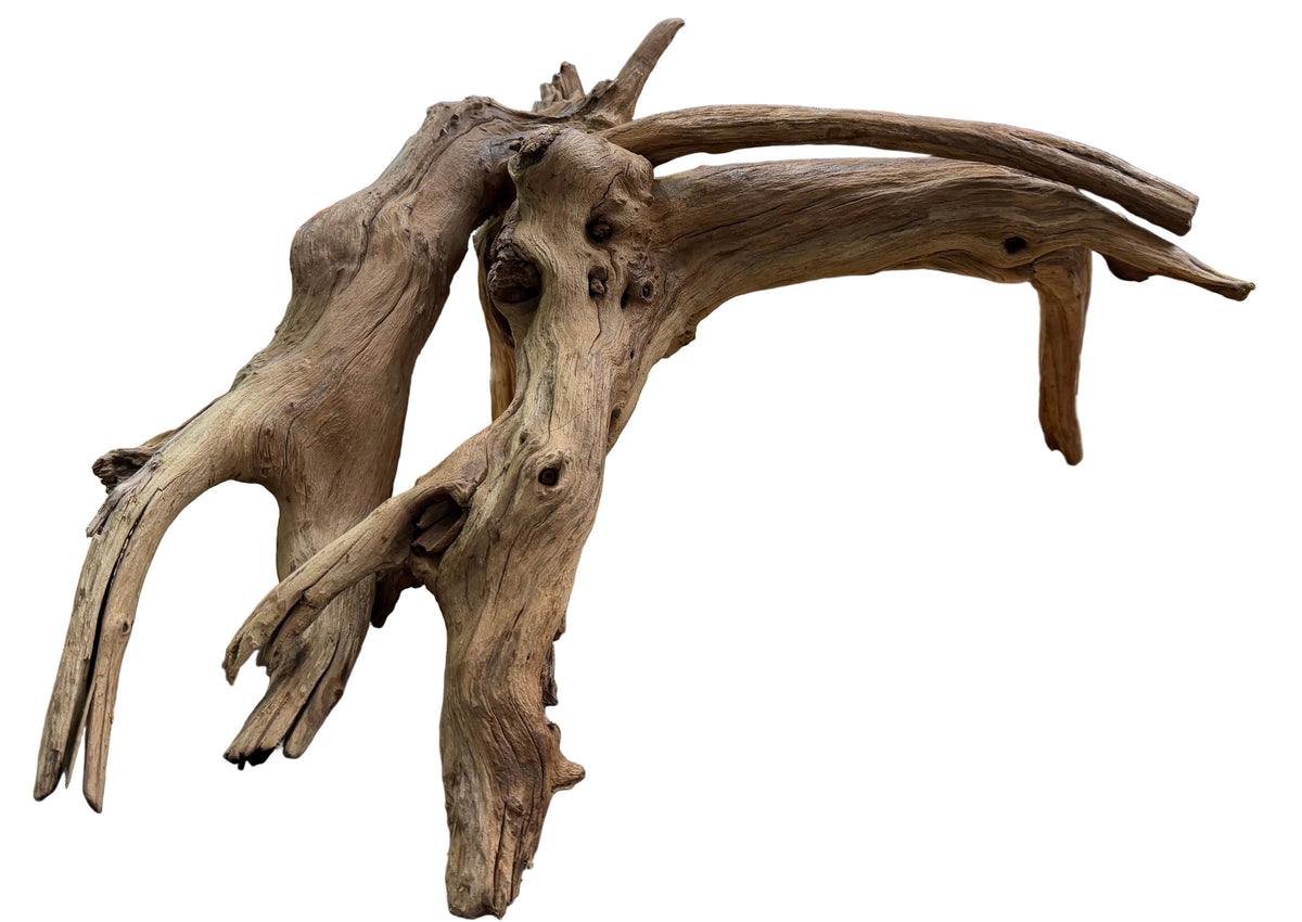 Malaysian Mangrove Sinking Driftwood