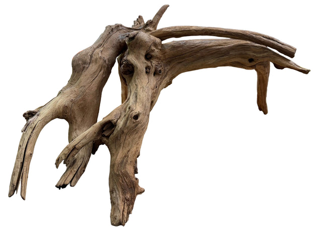 Malaysian Mangrove Sinking Driftwood