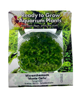 Micranthemum 'Monte carlo' Tissue Culture - C31512 | Tissue Cultures | Largest Tropical Fish Selection at Your Local Fish Store
