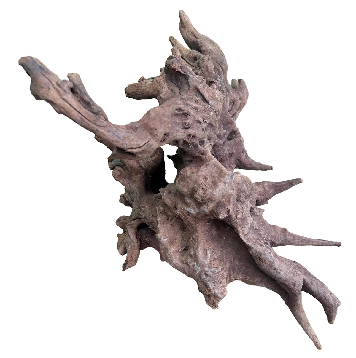 Malaysian Mangrove Sinking Driftwood