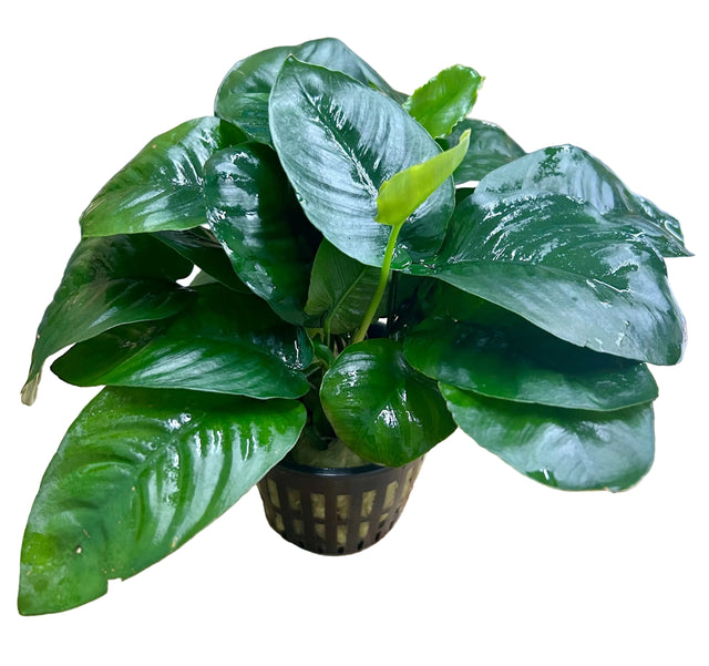 Anubias barteri var. barteri 'Broad leaf - Large Mother Plant 