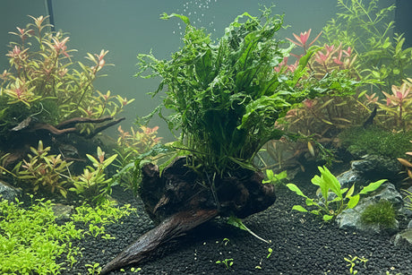 Java Fern - Microsorum pteropus on Medium Driftwood