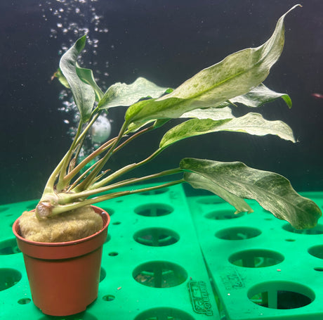 Anubias lanceolata variegated  Potted - WP020 | Potted Plants | Largest Tropical Fish Selection at Your Local Fish Store