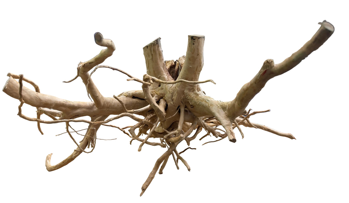 X Large Piece of Spiderwood