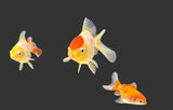Assorted Oranda Goldfish