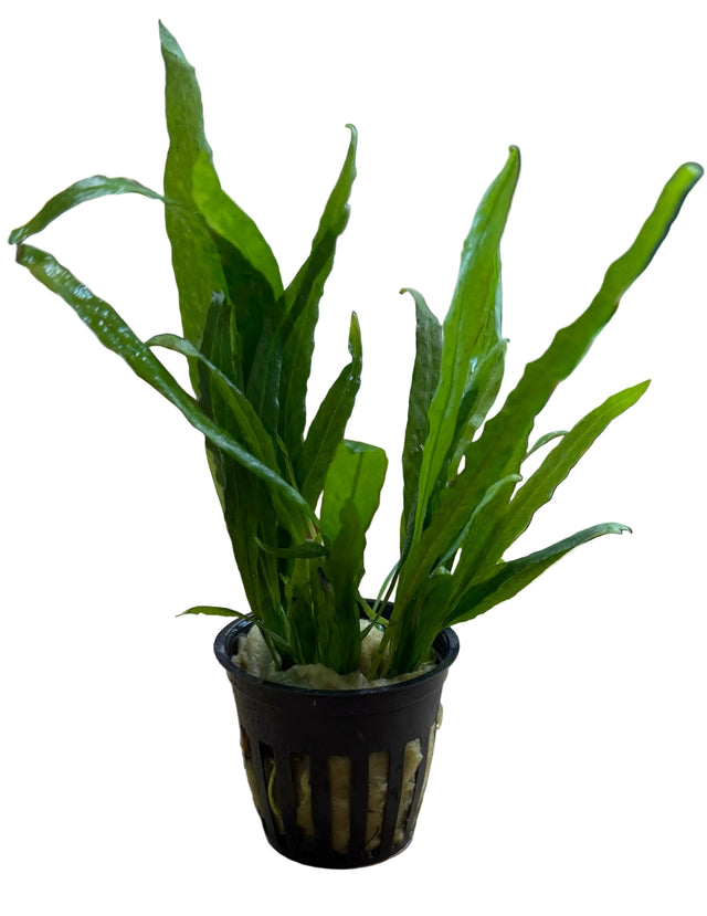 Microsorum pteropus Narrow Leaf - Potted