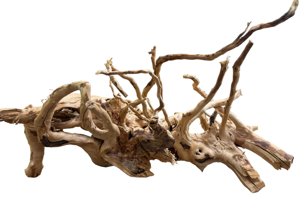  Piece of Spiderwood