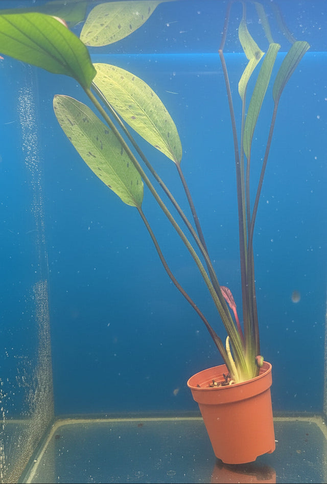 Echinodorus 'Ozelot' Potted 