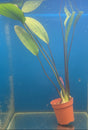 Echinodorus 'Ozelot' Potted 