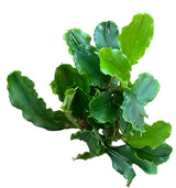 Bucephalandra Wavy Green - Bare Root - WL1662 | Potted Plants | Largest Tropical Fish Selection at Your Local Fish Store