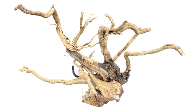  Large Piece of Spiderwood