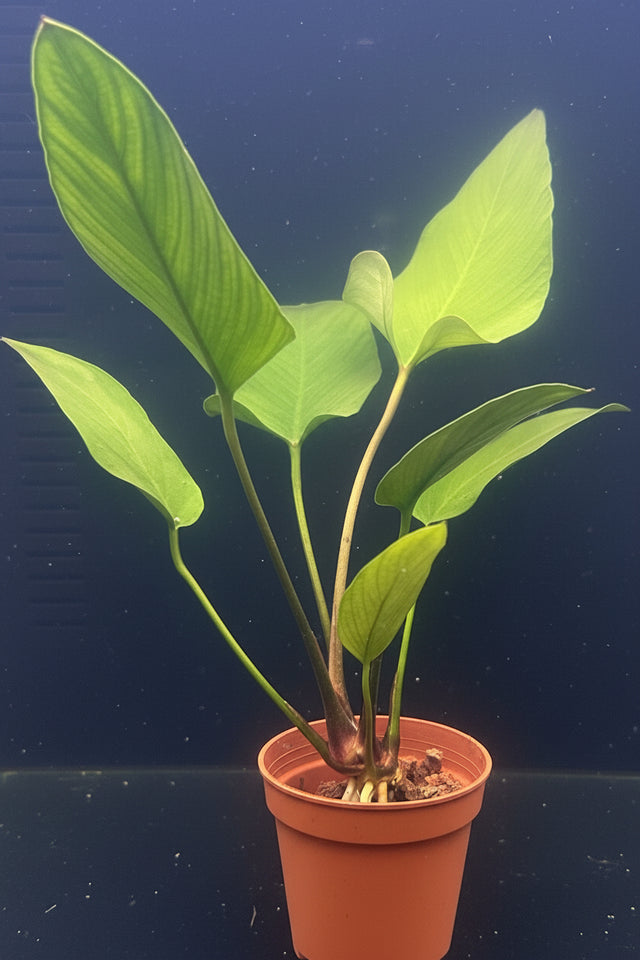 Anubias hastifolia	Potted - WP443 | Potted Plants | Largest Tropical Fish Selection at Your Local Fish Store