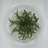 Cryptocoryne petchii Tissue Culture