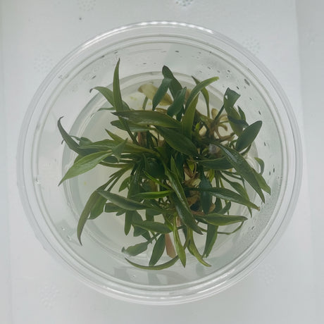 Cryptocoryne petchii Tissue Culture