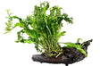 Microsorum pteropus Windelov on Large Driftwood