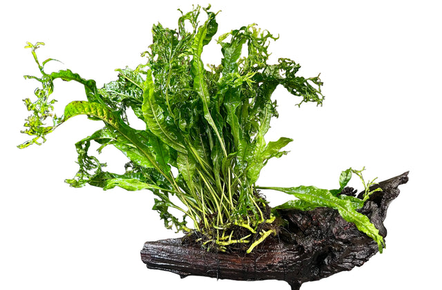 Microsorum pteropus Windelov on Large Driftwood