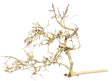  Thailand Branch Wood