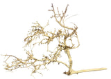  Thailand Branch Wood
