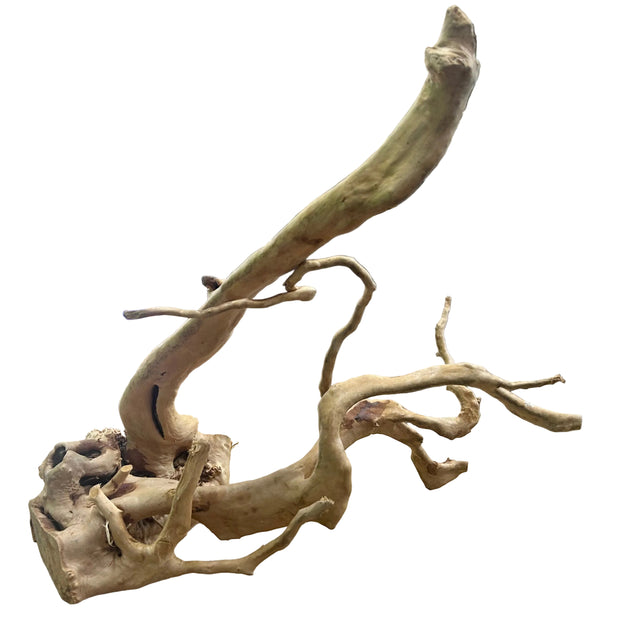 Large Piece of Spiderwood