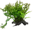 Microsorum pteropus'Windelov' on Driftwood