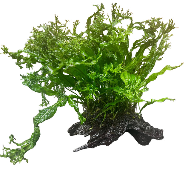 Microsorum pteropus'Windelov' on Driftwood