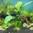 Anubias barteri var. barteri 