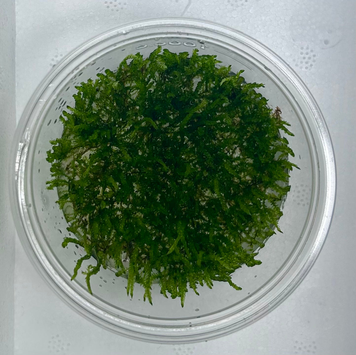 Vesicularia ferriei 'Weeping moss' Tissue Culture 