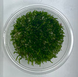 Vesicularia ferriei 'Weeping moss' Tissue Culture 