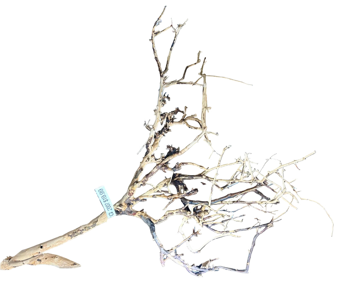 Thailand Branch Wood