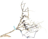 Thailand Branch Wood