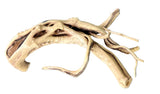 Piece of Spiderwood